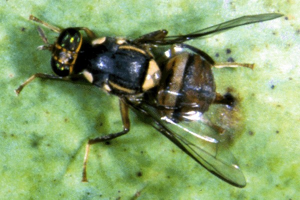 Oriental Fruit Fly adult