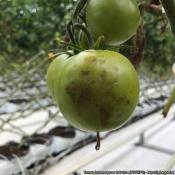 TOBRFV 8521 green fruit